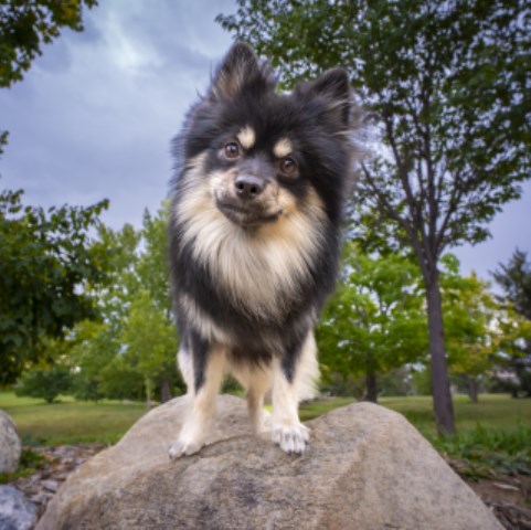 Pomeranian Stud 31863