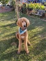 Rebecca - Poodle Standard Stud