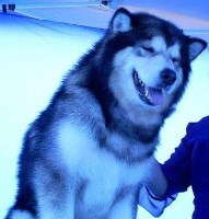 Kaylatee Alaskan Malamutes Alaskan Malamute breeder