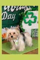 SHIRLEY SHEPARD - Yorkshire Terrier Stud