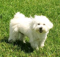 Wally - Maltese Stud