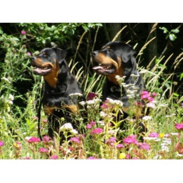 Rottweiler Breeder 23760
