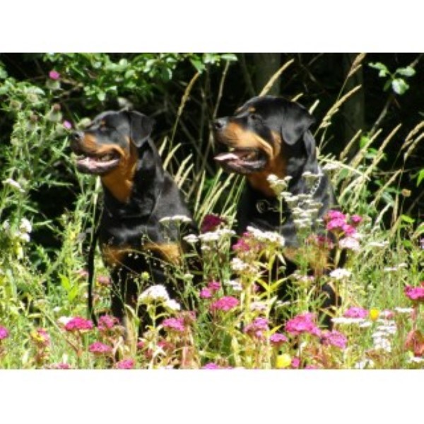 Rottweiler Breeder 23760