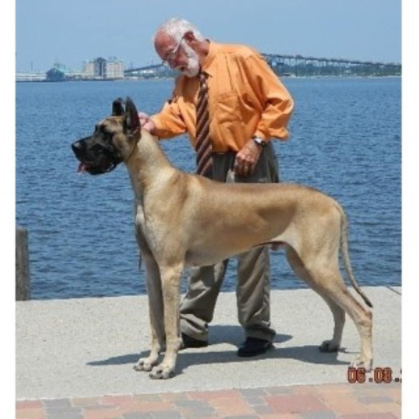 Great Dane Breeders In Texas Page 1