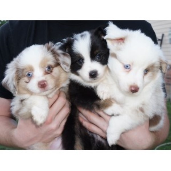 Miniature Australian Shepherd Breeder 25280