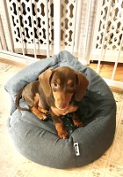 Tim - Dachshund Stud