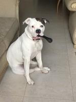 Arthur - American Bulldog Stud