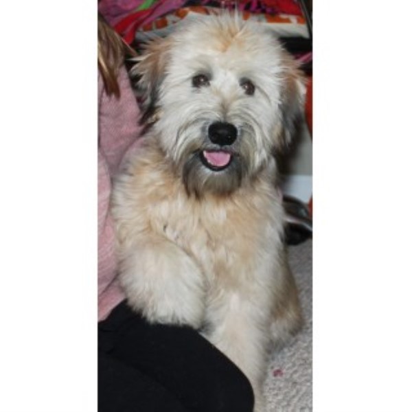 Soft Coated Wheaten Terrier Breeder 22492