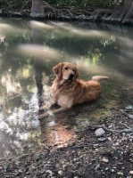 Michael Slater - Golden Retriever Stud