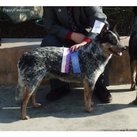 Cattle Dogs Rule Australian Cattle Dog breeder