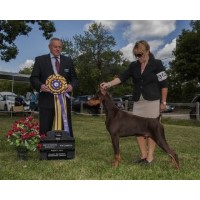 NIGHTFLIGHT REG'D Dobermans Doberman Pinscher breeder
