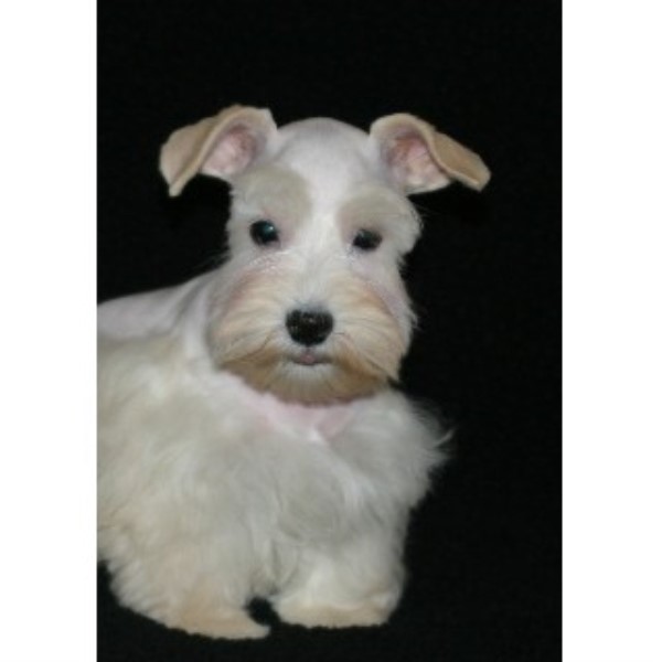 Miniature Schnauzer Breeder 22438