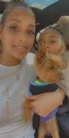 Mercedeed - Yorkshire Terrier Stud