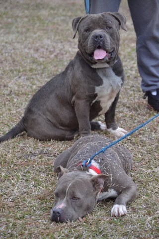 Davis Dog Breeding and Kennels