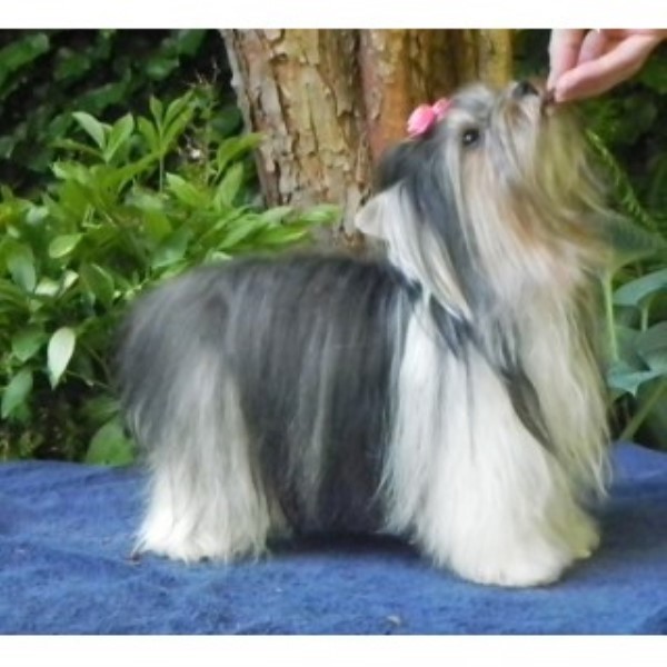 Yorkshire Terrier Breeder 25218