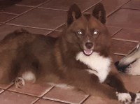 Andrea Hollon - Pomsky Stud