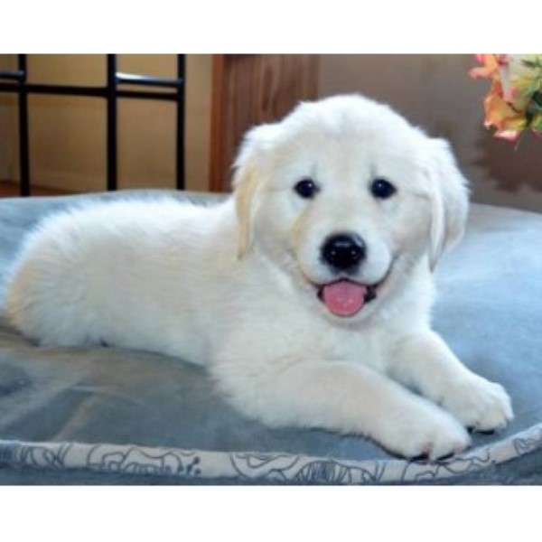 Golden Retriever Breeder 9871