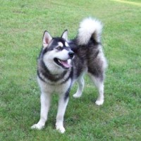 Malamute Lovers Alaskan Malamute breeder