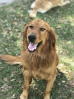 lisa taylor - Golden Retriever Stud