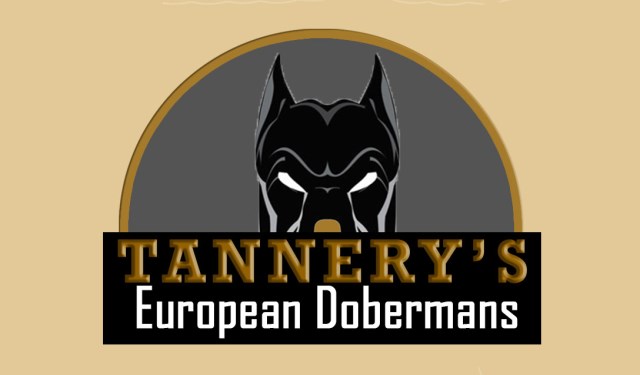 Tannery's European Dobermans