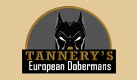 Tannery's European Dobermans Doberman Pinscher breeder