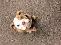 Michael - English Bulldog Stud