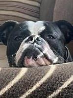 Ashley Polischeck - American Bulldog Stud