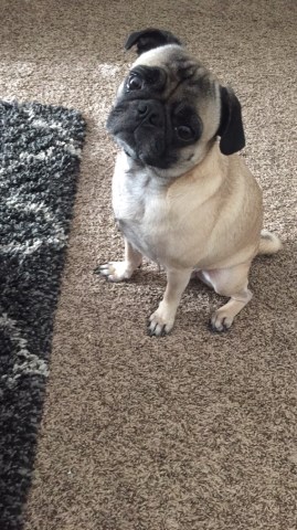 Pug Stud 25954