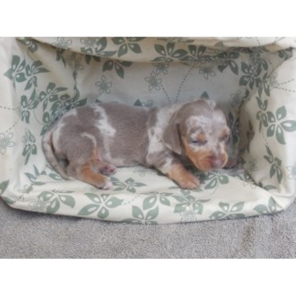 Dachshund Breeder 23759