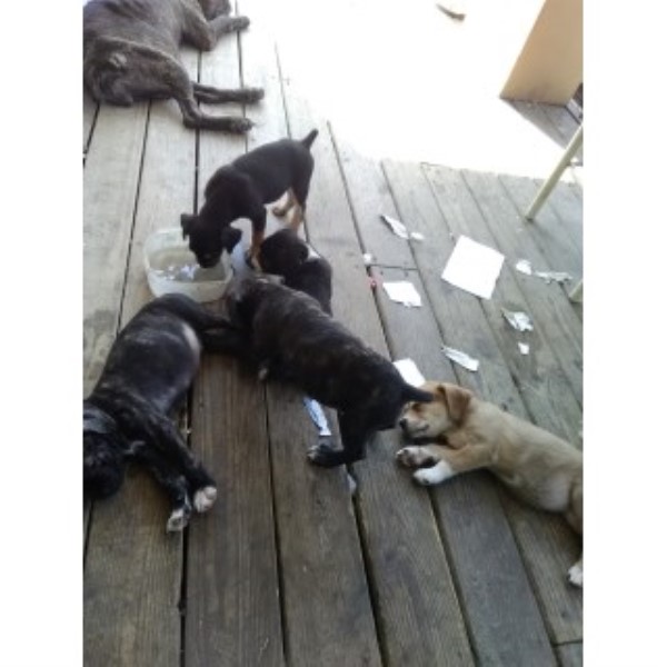 31 HQ Images Cane Corso Puppies Akron Ohio / Cane Corso Puppy FOR SALE in AKRON, OH, USA. Gender ...
