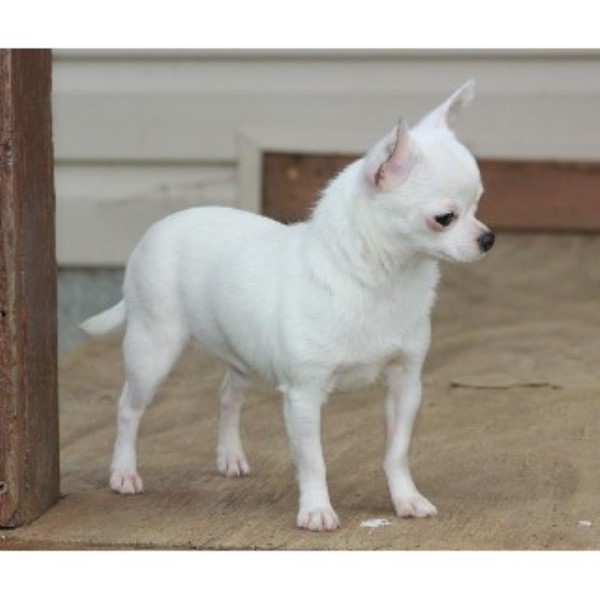 Chihuahua Breeder 21816