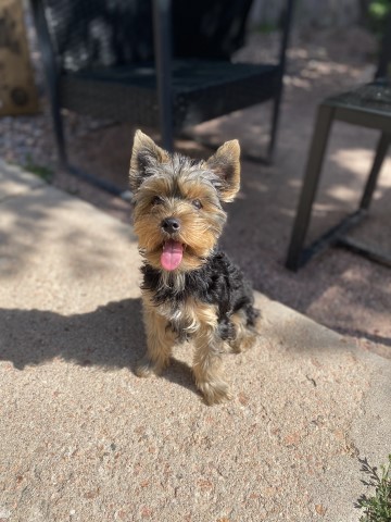 Yorkshire Terrier Stud 31560