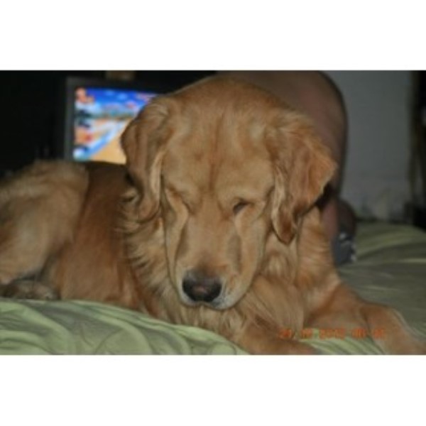 Byall Acres Golden Retrievers