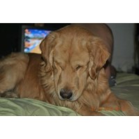 golden retriever breeders usa golden retriever breeders in virginia freedoglistings breeds picture golden retriever breeders usa golden retriever breeders in virginia freedoglistings breeds picture