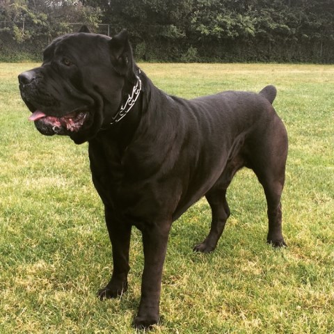 GCh Maximo's Octane Cane Corso