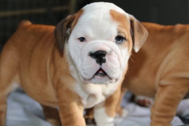 English Bulldog Breeder 26046