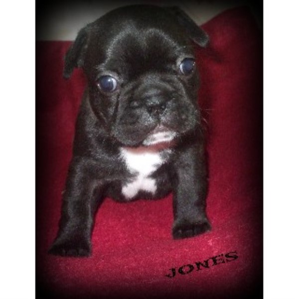 Bullie Babies Kennel French Bulldog Breeder In Camas Valley Oregon