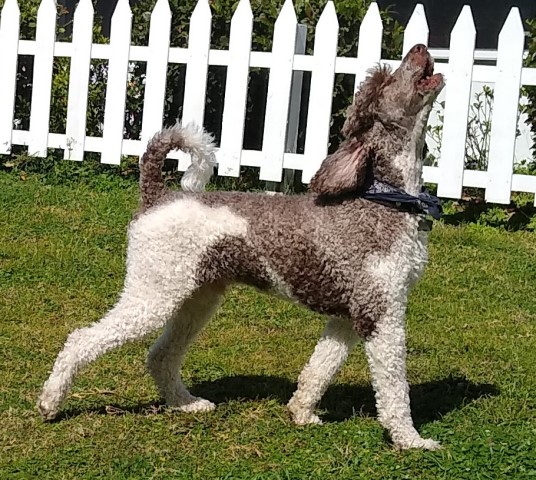 Dr. Casey the Standard Parti-Poodle Stud Dog.