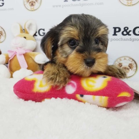 Yorkshire Terrier Stud 26256