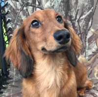 Ruff Haus Dachshunds Dachshund breeder