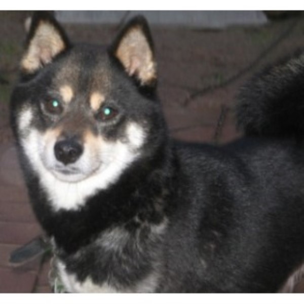 Desiree Shiba Inu Breeder In Alexandria Virginia
