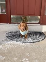 Andrew - Dachshund Stud