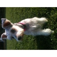 Jewels Akc mini schnauzers Miniature Schnauzer breeder