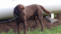 Katie Ockert - Labrador Retriever Stud
