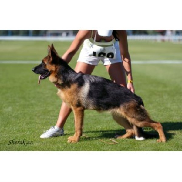 Big Red Texas German Shepherds Ranch