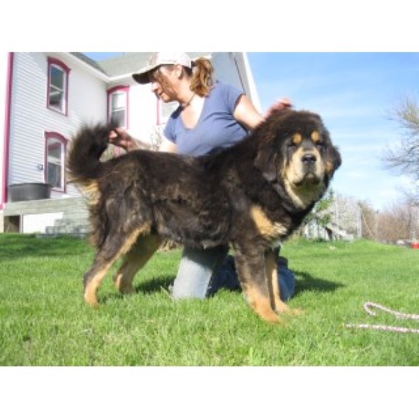 Tibetan Mastiff Breeder 25252