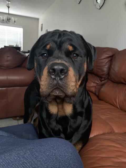 Rottweiler Stud 30733