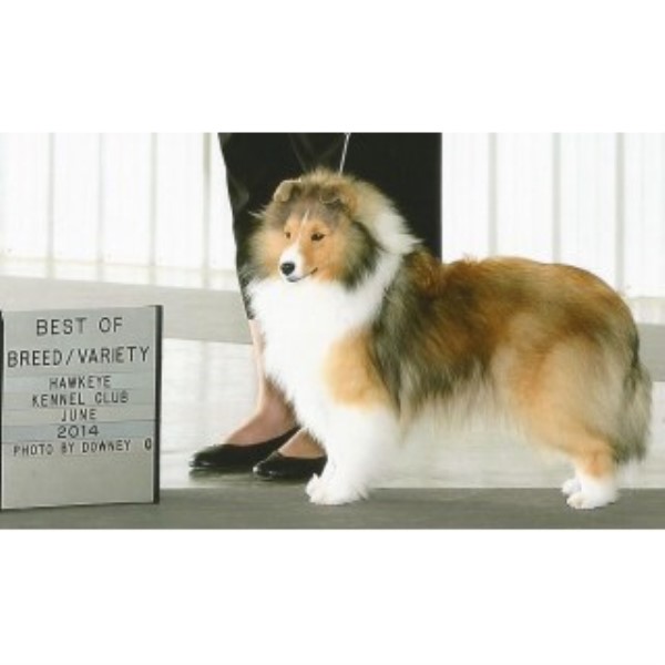 Shetland Sheepdog Breeder 23706