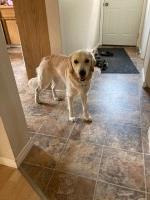 Kevin Hawk - Golden Retriever Stud