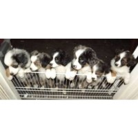 australian shepherd in california miniature australian shepherd breeders in california freedoglistings australian shepherd in california miniature australian shepherd breeders in california freedoglistings
